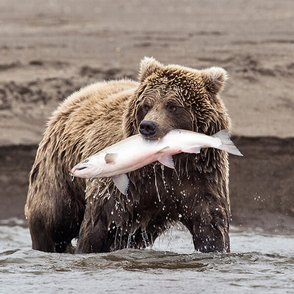 alaska marijuana financing companies