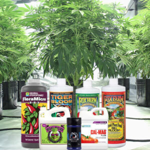 ancillary cannabis loans