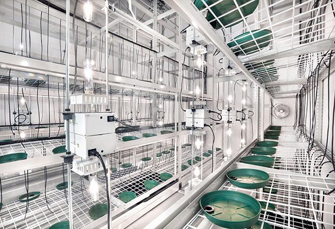 cannabis expansion loans