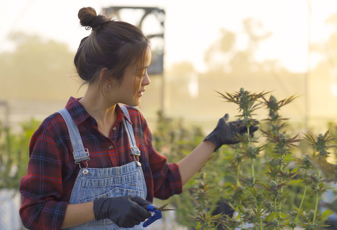 cannabis loans help your credit