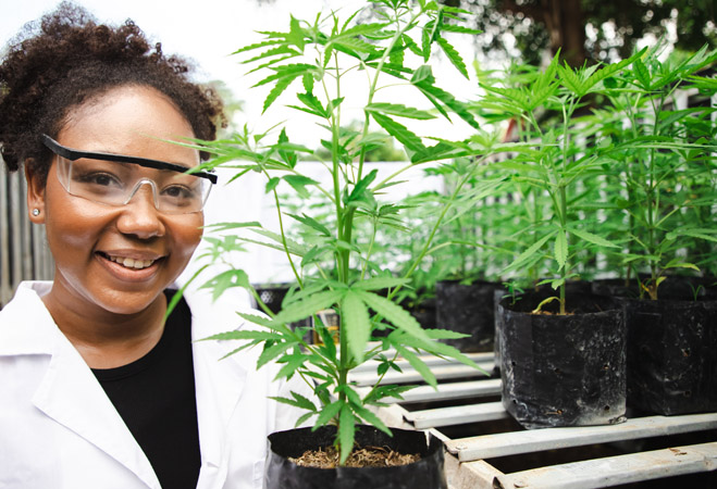 cannabis payroll loan