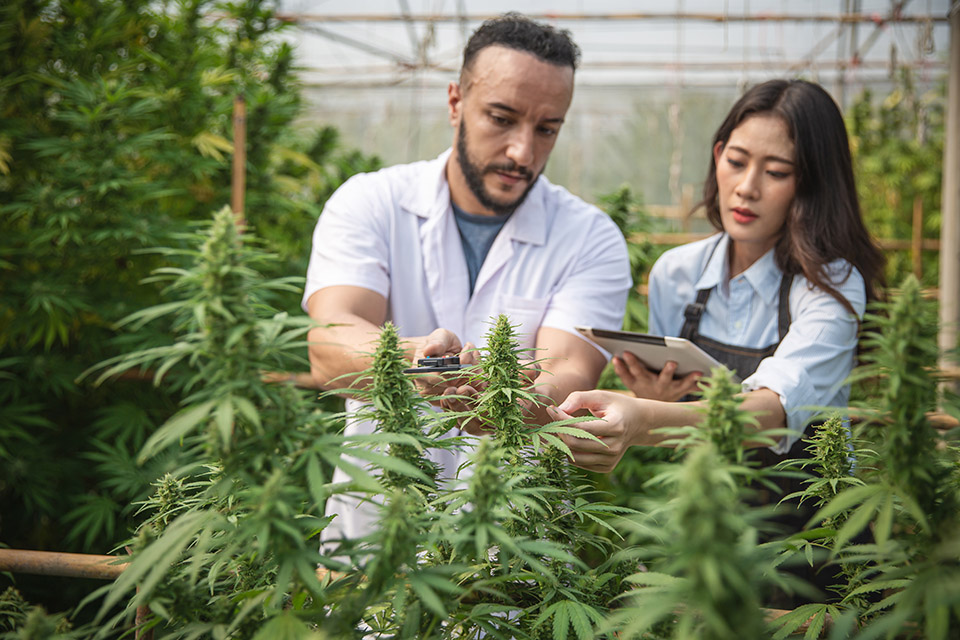 cannabis market report 2023