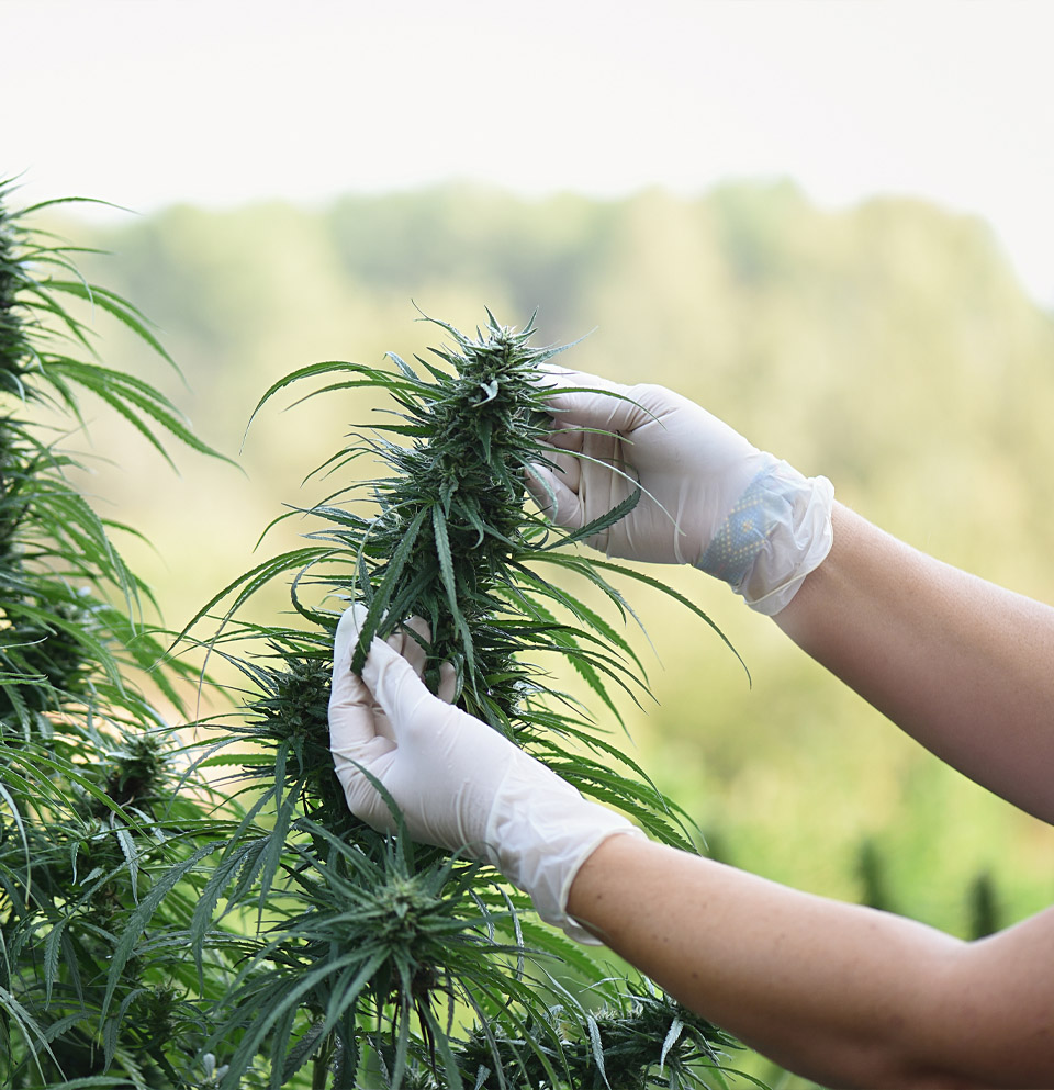 cannabis market report 8